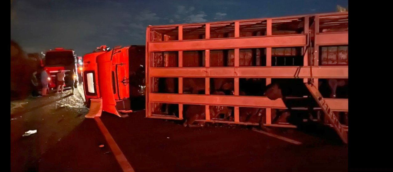 Caminhão carregado com bois tomba em Florínea e deixa motorista gravemente ferido