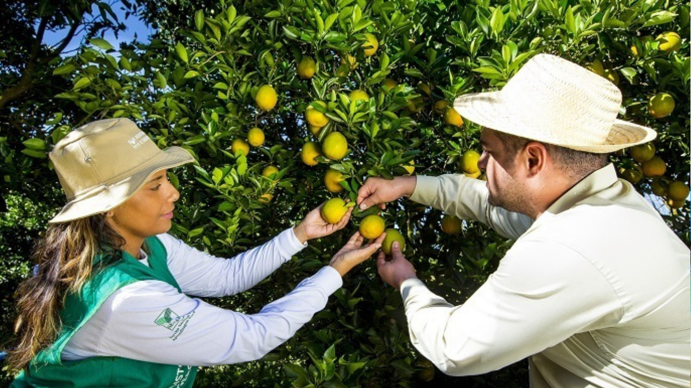 Prefeitura de Pedrinhas Paulista abre inscrições para curso gratuito de fruticultura