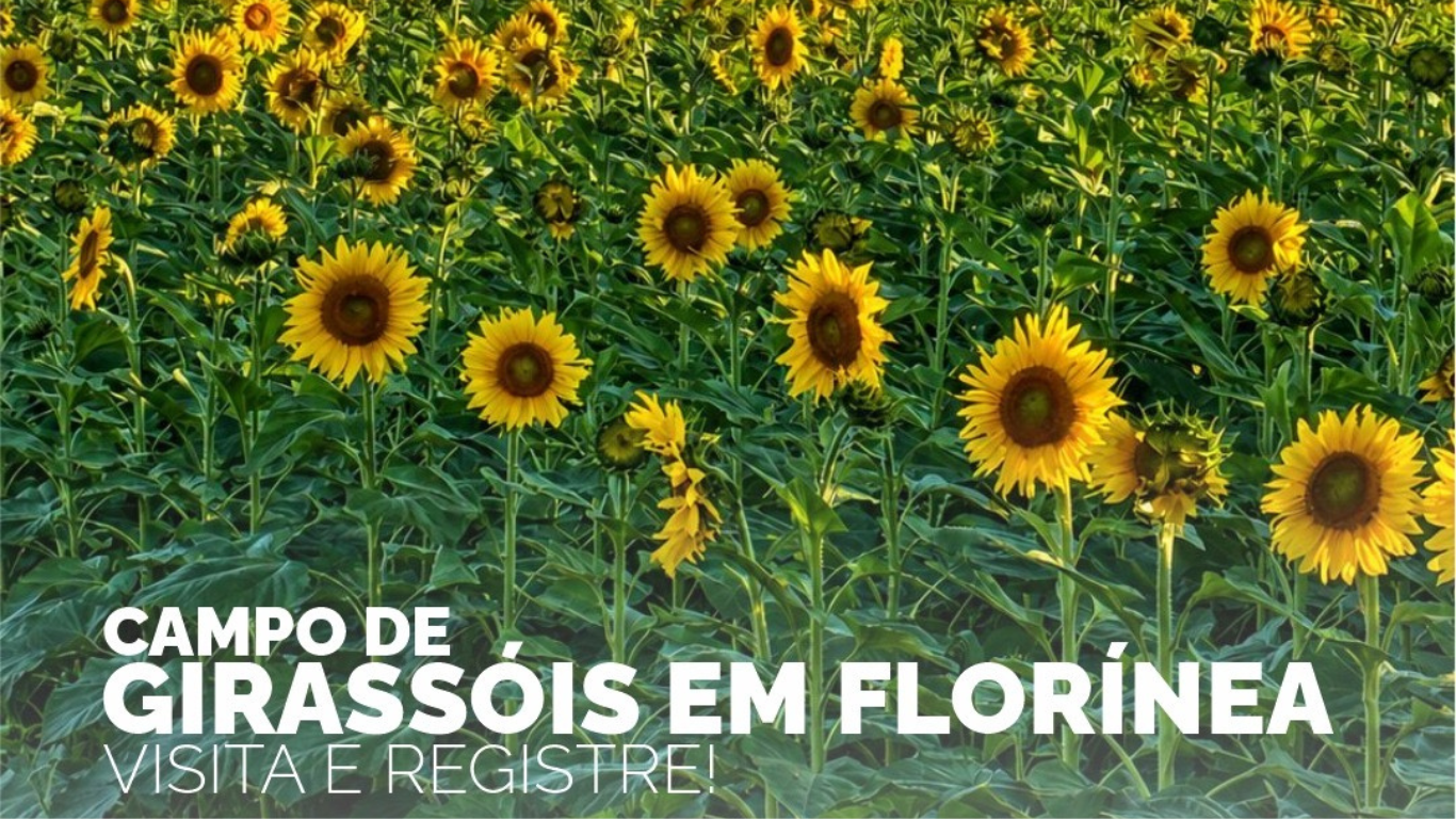 Florínea convida moradores e visitantes para conhecer campo de girassóis
