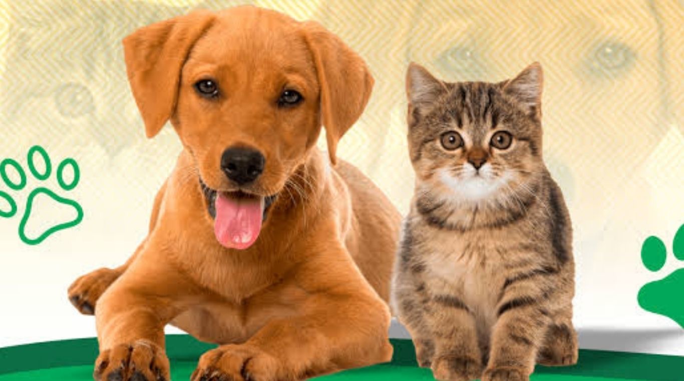 Pedrinhas Paulista promove campanha de vacinação antirrábica para cães e gatos entre 28 e 31 de julho