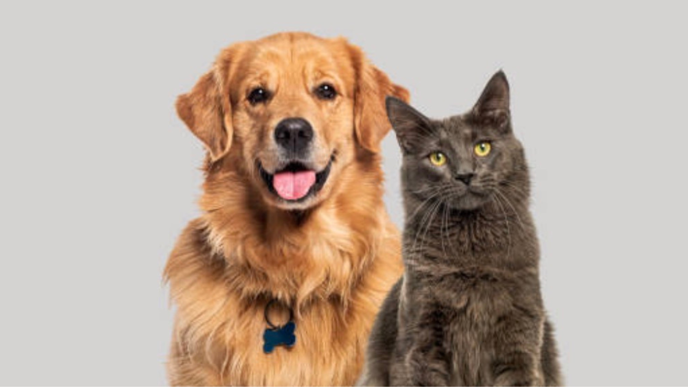 Tarumã realiza vacinação antirrábica para cães e gatos no dia 23 de agosto